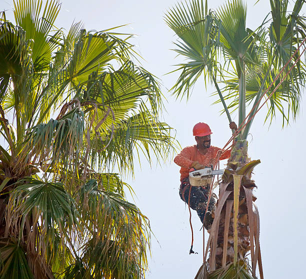 The Steps Involved in Our Tree Care Process in North Valley, NM